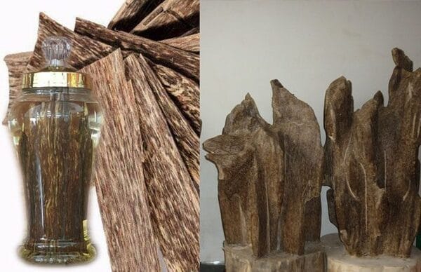 Trầm Hương Ngâm Rượu